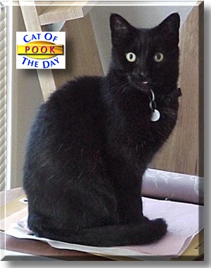 Pook, the Cat of the Day