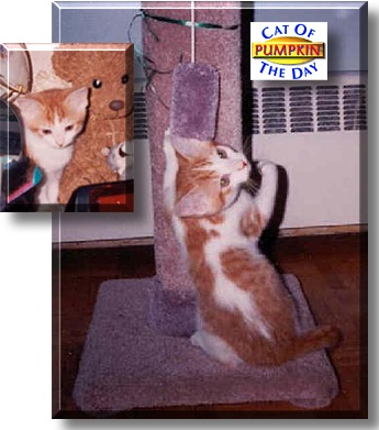 Pumpkin, the Cat of the Day