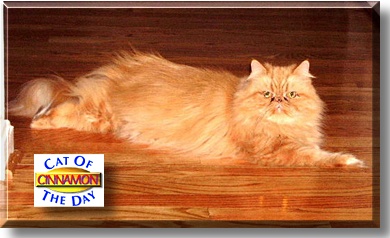 Cinnamon, the Cat of the Day