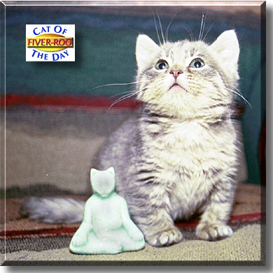 Fiver-Roo, the Cat of the Day