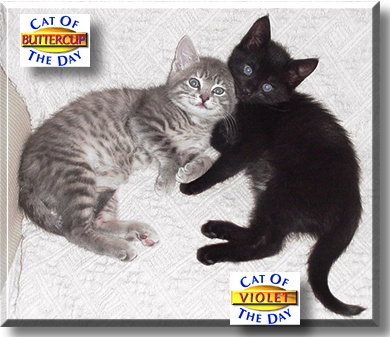 Buttercup and Violet, the Cat of the Day