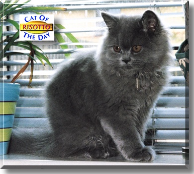Risotto, the Cat of the Day