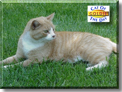 Goldie, the Cat of the Day