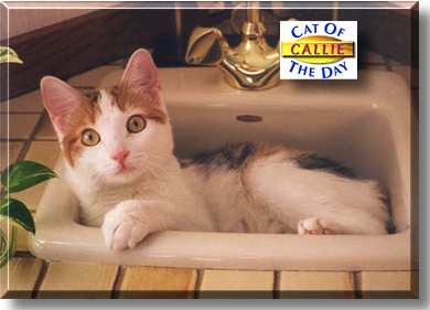 Callie, the Cat of the Day