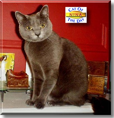 Nina, the Cat of the Day