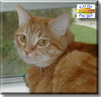 Tigger, the Cat of the Day