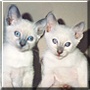 Katya, Poes