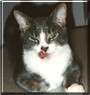 Smokie