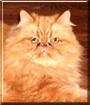 Cinnamon
