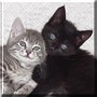 Buttercup, Violet