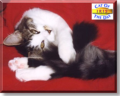 Iris, the Cat of the Day
