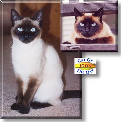 Joon, the Cat of the Day