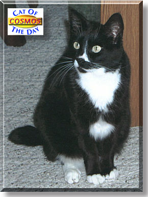 Cosmos, the Cat of the Day