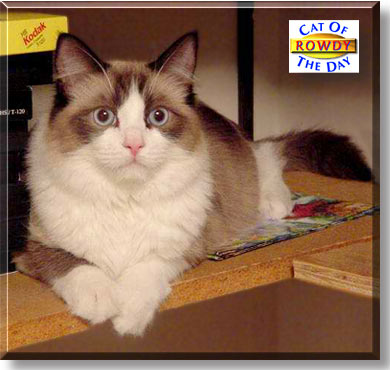 Rowdy, the Cat of the Day