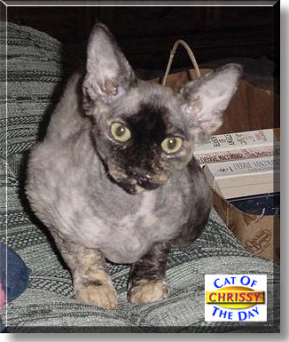 Chrissy, the Cat of the Day