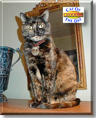 Cleocatra, the Cat of the Day