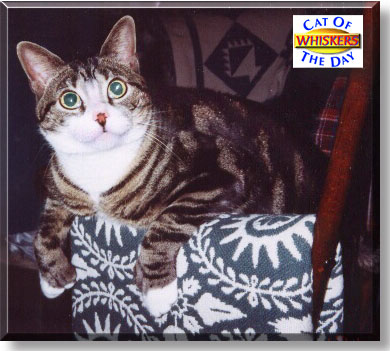 Whiskers, the Cat of the Day
