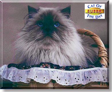 Bubba, the Cat of the Day