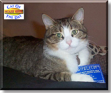 House Kitty, the Cat of the Day