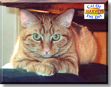 Harvey, the Cat of the Day