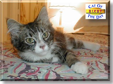 Bixby, the Cat of the Day