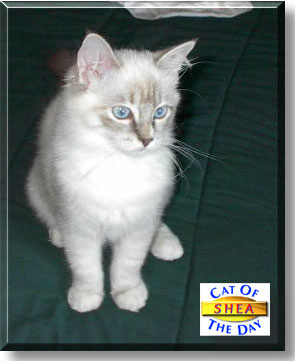 Shea, the Cat of the Day