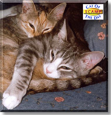 Scamp, the Cat of the Day
