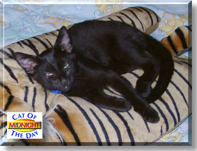 Midnight, the Cat of the Day