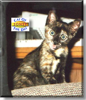 Sonsy, the Cat of the Day