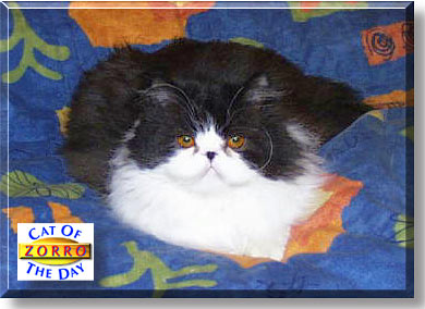 Zorro Sebastian Antonio, the Cat of the Day