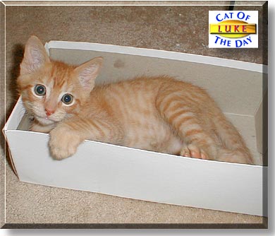 Luke, the Cat of the Day