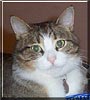 House Kitty