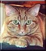Harvey
