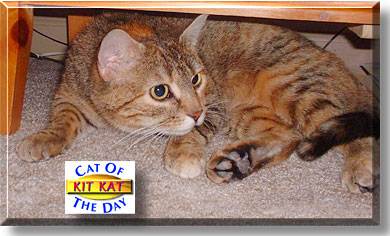 Kit Kat, the Cat of the Day