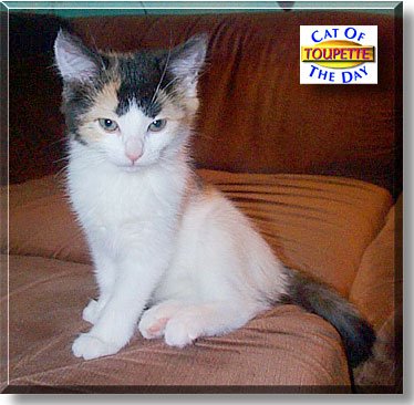Toupette, the Cat of the Day