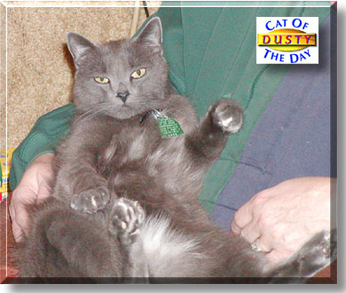 Cat Dusty