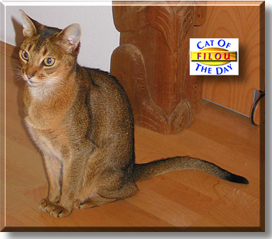 Filou, the Cat of the Day