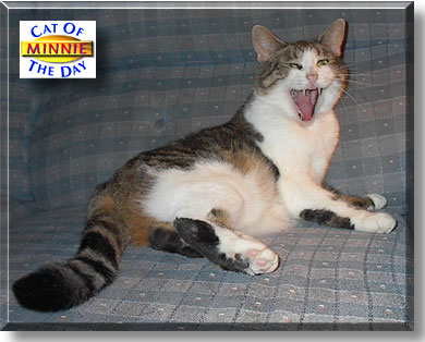 Minnie, the Cat of the Day
