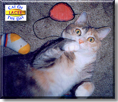 LaceeJane, the Cat of the Day