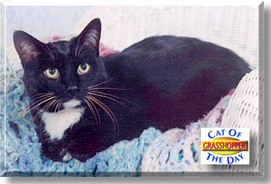 Grasshopper, the Cat of the Day