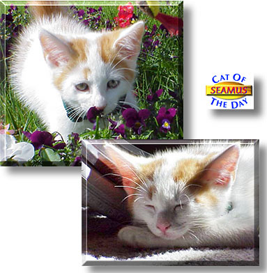 Seamus, the Cat of the Day