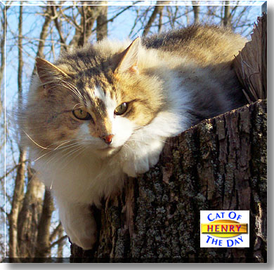 Henry, the Cat of the Day