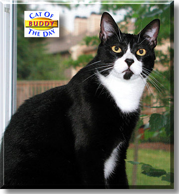 Buddy, the Cat of the Day