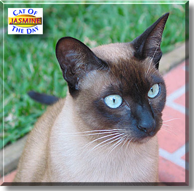 Jasmine, the Cat of the Day