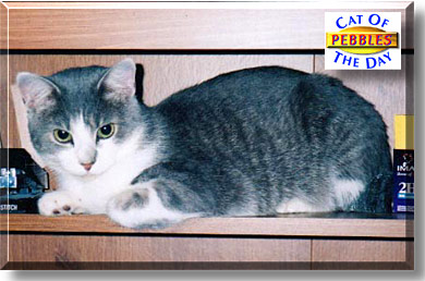 Pebbles, the Cat of the Day