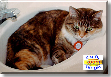 Rooni, the Cat of the Day