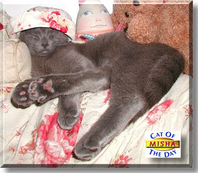 Misha, the Cat of the Day