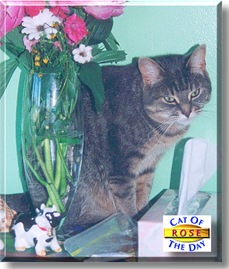 Rose, the Cat of the Day