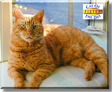 Fister, the Cat of the Day
