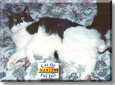 Harley, the Cat of the Day